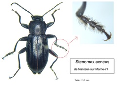 Stenomax aeneus