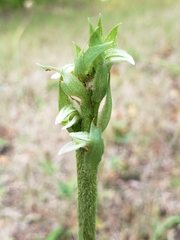 Brachystele unilateralis