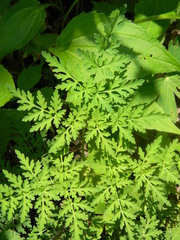 Thaspium pinnatifidum