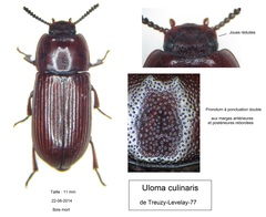 Uloma culinaris