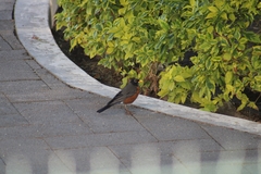 Turdus migratorius