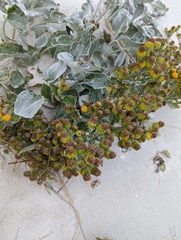 Senecio candidans