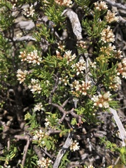 Crassula sarcocaulis