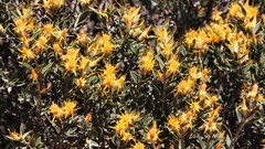 Chuquiraga avellanedae