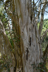 Tristaniopsis exiliflora