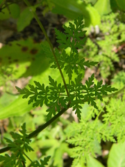 Thaspium pinnatifidum