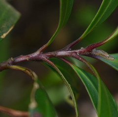 Tristaniopsis exiliflora