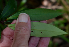 Tristaniopsis exiliflora
