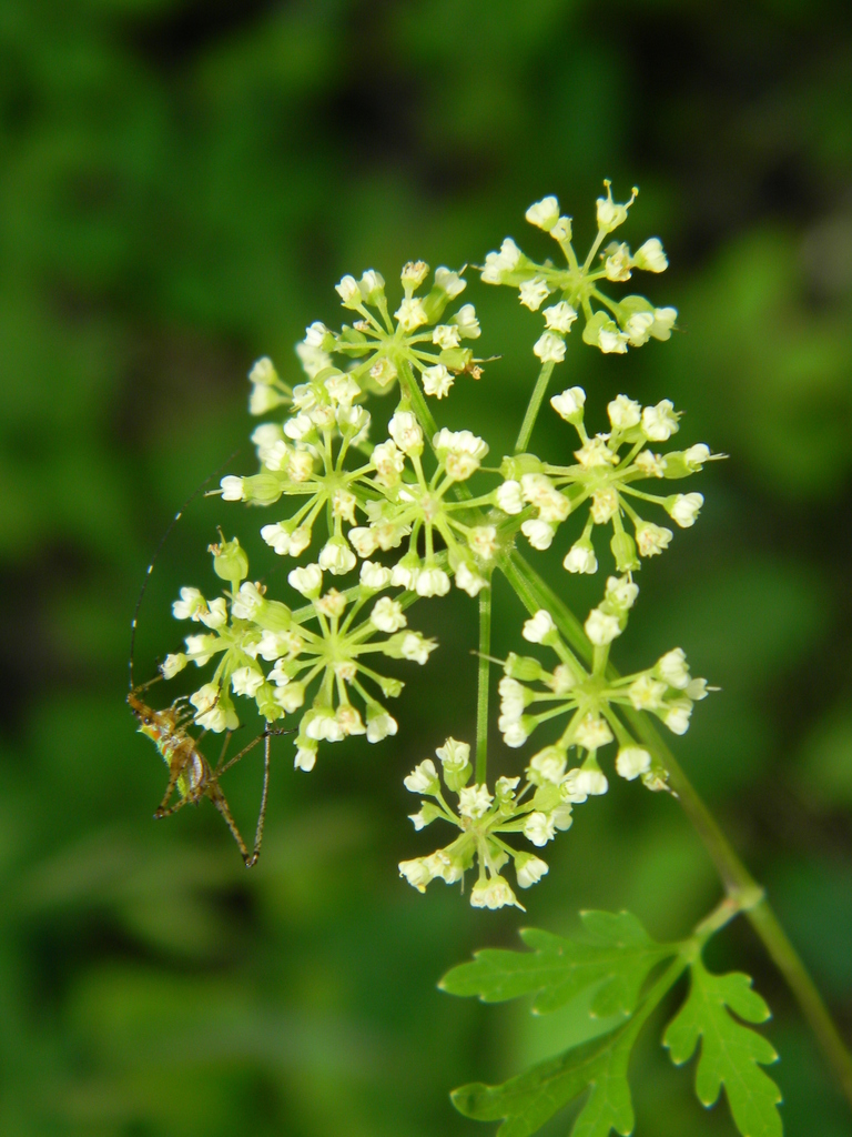 Meadow-parsnips