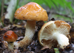 Pholiota lubrica