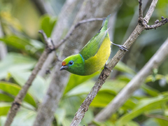 Blue-Naped Chlorophonia photo 2