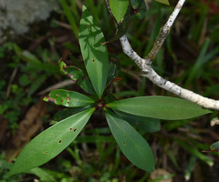 Tristaniopsis exiliflora