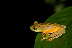 Hylomantis granulosa