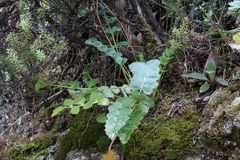 Gingidia grisea