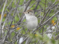 Euscarthmus meloryphus