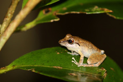 Pristimantis ramagii