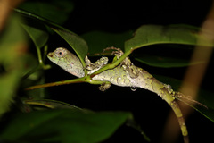 Enyalius catenatus