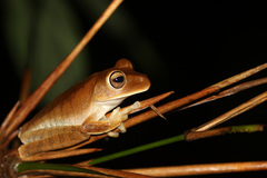 Boana crepitans