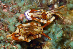 Hypselodoris krakatoa
