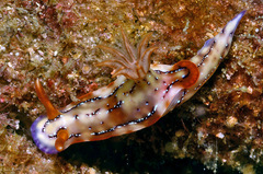 Hypselodoris krakatoa