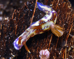 Hypselodoris krakatoa