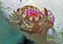 Hypselodoris krakatoa