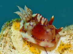 Hypselodoris krakatoa