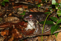 Leptodactylus vastus