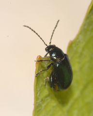 Altica ampelophaga