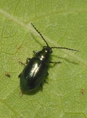 Altica ampelophaga