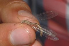 Neuroleon arenarius