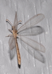 Neuroleon arenarius