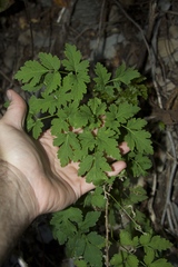 Thaspium chapmanii