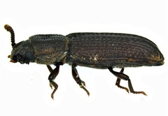 Pycnomerus haematodes