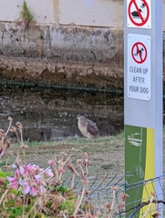 Nycticorax caledonicus