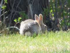 Sylvilagus nuttallii