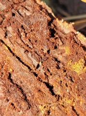 Pycnomerus haematodes