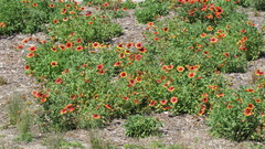 Gaillardia pulchella image