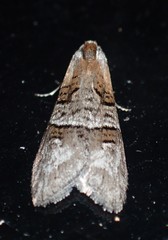 Decodes macdunnoughi