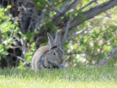 Sylvilagus nuttallii