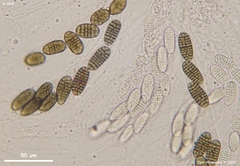 Thyronectroidea chrysogramma