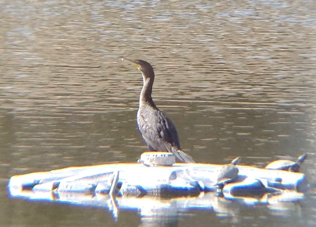 Doublecrested Cormorant from Beacon Hill Dr, Frisco, TX, US on