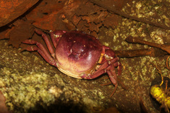 Trichodactylus crassus