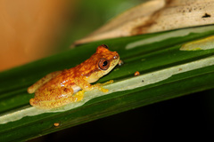 Dendropsophus haddadi