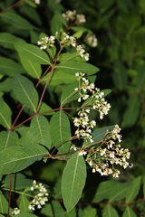 Apocynum × floribundum