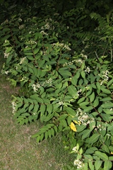 Apocynum × floribundum