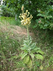 Verbascum