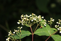 Apocynum × floribundum