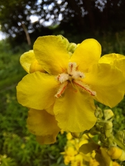 Verbascum