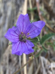 Erodium gruinum